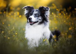 Border collie na kwiecistej łące