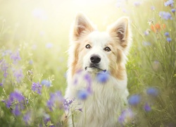 Border collie, Łąka, Kwiaty