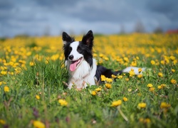 Border collie na łące porośniętej mniszkiem