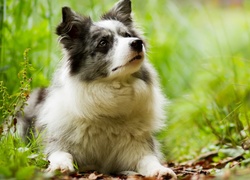Border collie na łące pośród roślin