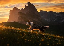 Pies, Border collie, Łąka, Żółte, Kwiaty, Góry, Wschód słońca