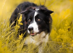 Łąka, Pies, Border collie