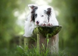 Pies, Border collie, Mordka, Ławka, Trawa