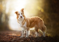 Pies, Biszkoptowo-biały, Border collie