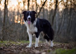 Pies, Border collie, Las, Drzewa, Ściółka