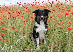 Border collie na makowej łące