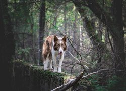 Pies, Border collie, Brązowo-biały, Drzewa, Murek