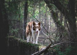 Border collie na murku w lesie