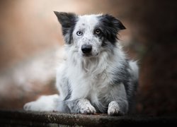 Pies, Border collie, Murek, Rozmyte, Tło