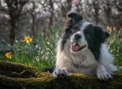 Border collie na omszonym pniu