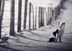 Border collie na ośnieżonej drodze obok ogrodzenia