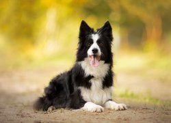 Pies, Border collie, Mordka, Jęzor, Piasek