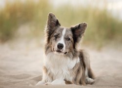 Leżący, Pies, Border collie, Plaża, Piasek