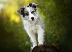 Pies, Szczeniak, Border collie, Mordka