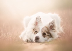 Leżący, Border collie, Rozmyte, Tło