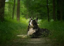 Pies, Border collie, Drzewa, Trawa