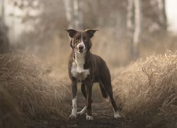 Pies, Border collie, Ścieżka, Trawa