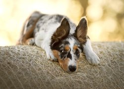 Pies, Border collie, Mordka, Siano