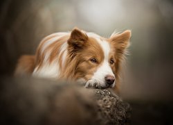 Pies, Border collie, Mordka, Skała