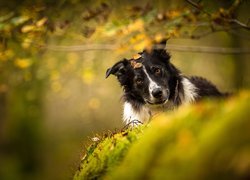 Pies, Czarno-biały, Border collie, Liście