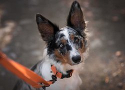 Pies, Border collie, Mordka, Pomarańczowa, Smycz