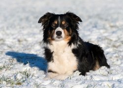 Border collie na śniegu