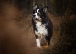 Border collie, Pies, Trawa