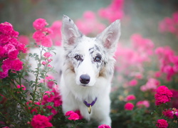 Border collie, Portret, Kwiaty, Róże