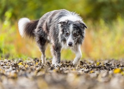 Border collie, Liście