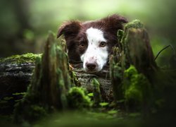 Border collie na spróchniałym pniu