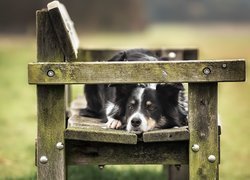 Border collie na starej ławce