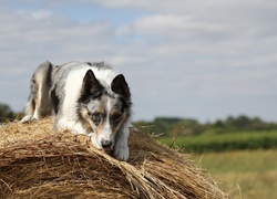 Border collie na stercie siana