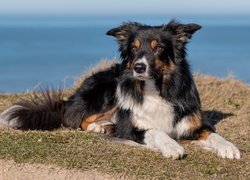 Pies, Border collie, Trawa, Morze