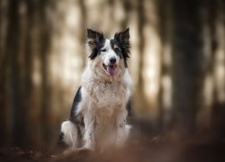 Pies, Border collie, Mordka, Jęzor, Rozmyte, Tło