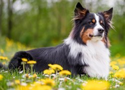 Pies, Border collie, Spojrzenie, Łąka, Kwiaty