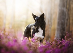 Pies, Border collie, Kwiaty, Wrzosy