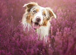 Border collie, Wrzos