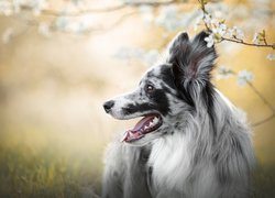 Pies, Border collie, Umaszczenie, Blue-merle