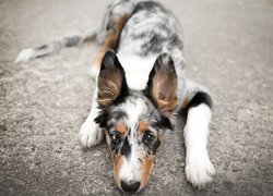 Pies, Leżący, Border collie, Mordka