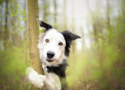 Border collie obejmujący drzewo