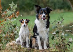 Border collie obok biało-brązowego psa