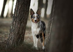 Pies, Border collie, Drzewa