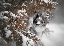 Pies, Border collie, Ośnieżone, Gałązki