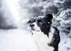 Pies, Border collie, Zima, Śnieg, Gałązki