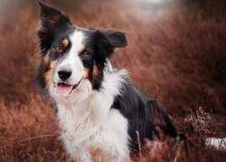 Border collie odpoczywa w trawie