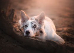 Leżący, Border collie