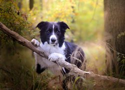 Pies, Border collie, Gałąź, Las, Drzewa, Trawa