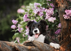 Border collie, Bez, Konar