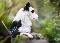 Border collie, Murek, Rozmyte, Tło