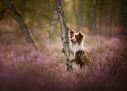 Pies, Border collie, Drzewo, Wrzosy